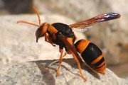 Potter Wasp (Abispa splendida) (Abispa splendida)